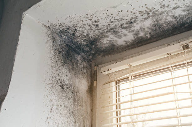 Affordable Mold Remediation solutions in Hallwood, VA